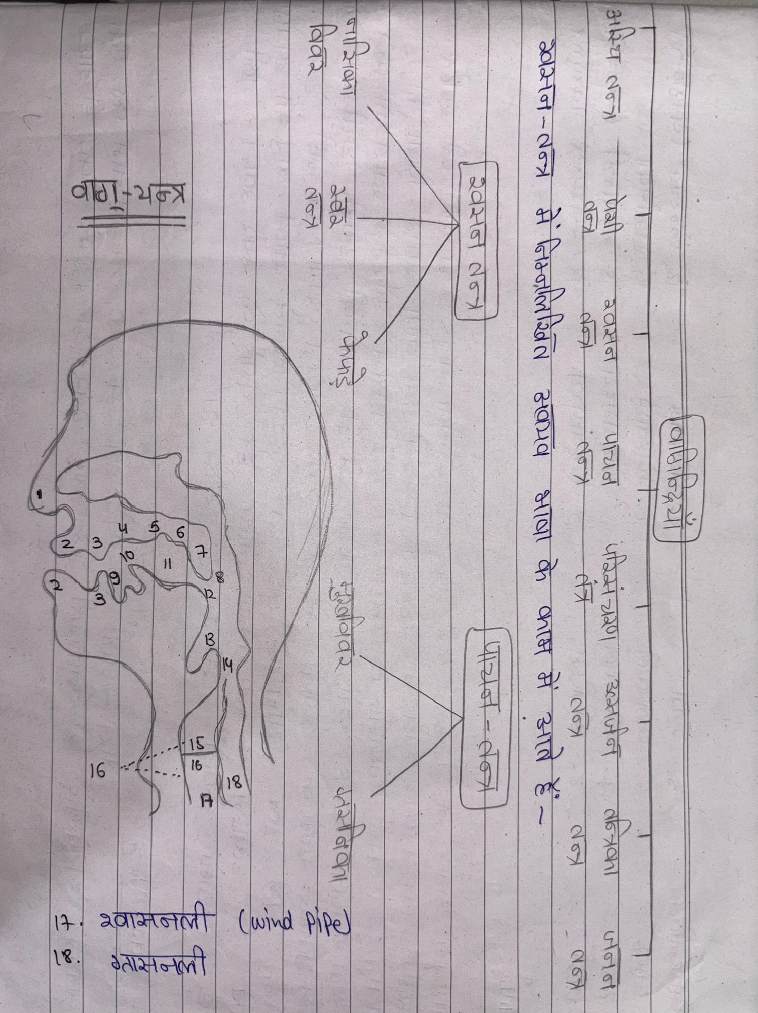 ध्वनि-तंत्र पर सटीक प्रकाश डालिए ।